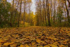 _MG_0451-Edit
