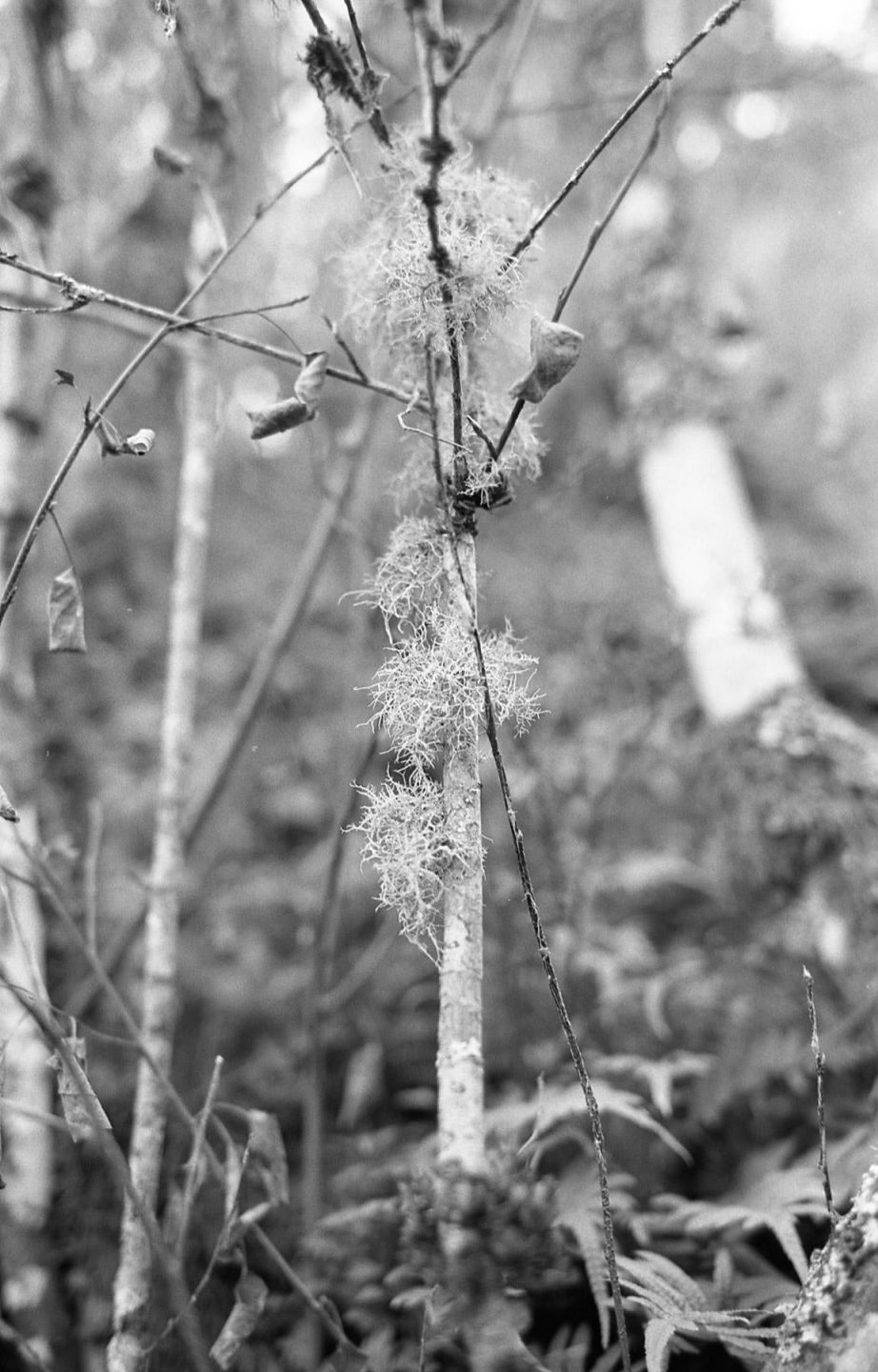 35mm film of trees black and white Oregon
